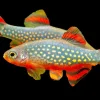 XL Celestial Pearl Danio Galaxy Rasbora (Celestichthys margaritatus) for Sale Canada