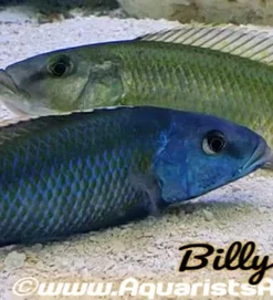 CHAMPSOCHROMIS CAERULEUS *MALAWI TROUT* (F1) 8" SHOW MALE