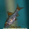 Checkered Barb (Capoeta oligolepis) for Sale Canada | Buy Checkered Barb