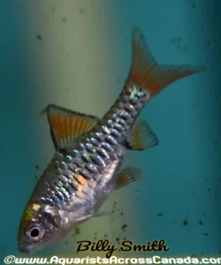 Checkered Barb (Capoeta oligolepis) for Sale Canada | Buy Checkered Barb