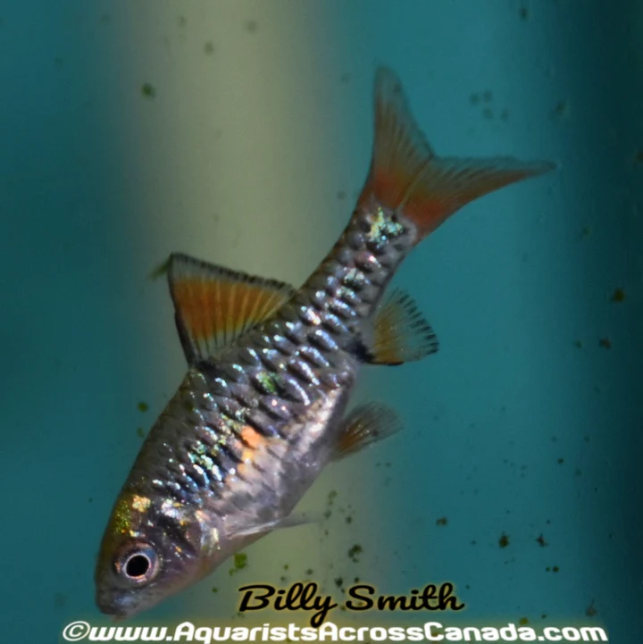 Checkered Barb (Capoeta oligolepis) for Sale Canada | Buy Checkered Barb