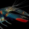 Pre-Order Cherax Redclaw Crayfish (Cherax quadricarinatus) 4–6" Canada | Freshwater Lobster