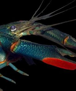 (Pre-Order) CHERAX REDCLAW CRAYFISH (Cherax quadricarinatus) 2402 4-6"