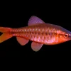 Cherry Barb (Puntius titteya) For Sale Canada | Peaceful Red Community Fish