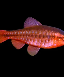 Cherry Barb (Puntius titteya) for Sale Canada | Buy Cherry Barb