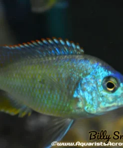 CHILOTILAPIA RHOADESSI F1. 2"