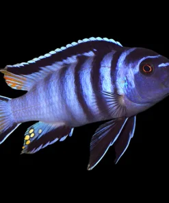 CHINDONGO ELONGATUS (Chindongo sp. 'elongatus mphanga)