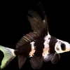 Chinese Hi-Fin Banded Shark for Sale in Canada | Myxocyprinus asiaticus