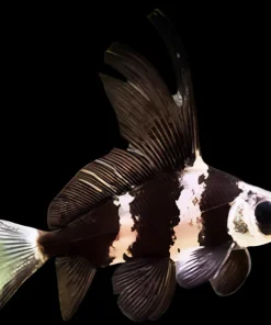 Chinese Hi-Fin Banded Shark for Sale in Canada | Myxocyprinus asiaticus
