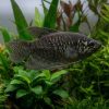 Chocolate Gourami (Sphaerichthys osphromenoides) for Sale Canada | Rare Freshwater Fish