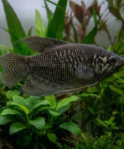 Chocolate Gourami (Sphaerichthys osphromenoides) for Sale Canada | Rare Freshwater Fish