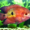 Chocolate Cichlid (Hypselecara temporalis) For Sale Canada | Peaceful South American Cichlid