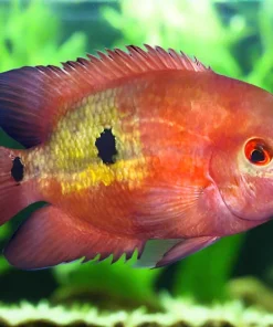 Chocolate Cichlid (Hypselecara temporalis) For Sale Canada | Peaceful South American Cichlid