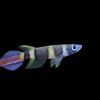 Clown Killifish (Epiplatys annulatus) for Sale Canada | Premium Nano Aquarium Fish
