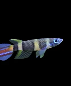 Clown Killifish (Epiplatys annulatus) for Sale Canada | Premium Nano Aquarium Fish