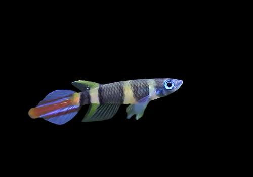 Clown Killifish (Epiplatys annulatus) for Sale Canada | Premium Nano Aquarium Fish