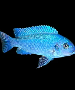 COBALT BLUE ZEBRA (Maylandia callainos)