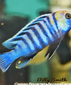 COBUE (CYNOTILAPIA AFRA "COBUE")