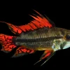 Cockatoo Dwarf Cichlid for Sale in Canada | Buy Apistogramma cacatuoides
