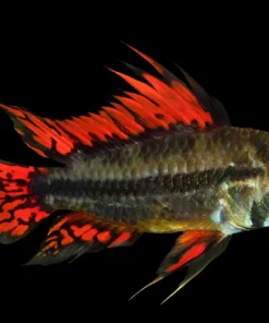 Cockatoo Dwarf Cichlid for Sale in Canada | Buy Apistogramma cacatuoides