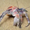 Coconut Crab (Birgus latro) Special Order Canada | Ultra Rare Giant Land Crab