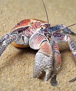 Coconut Crab (Birgus latro) Canada | Ultra Rare On-Request Exotic Crustacean