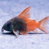 Concolor Corydoras (Hoplisoma sp. CW217) for Sale Canada | Rare Cory Catfish
