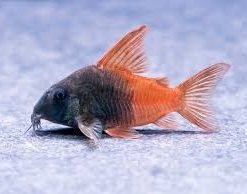 Concolor Corydoras (Hoplisoma sp. CW217) for Sale Canada | Rare Cory Catfish