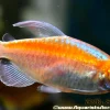 Albino Congo Tetra (Phenacogrammus interruptus) For Sale Canada | Elegant Schooling Fish