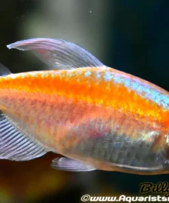 Albino Congo Tetra (Phenacogrammus interruptus) For Sale Canada | Elegant Schooling Fish