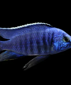 COPADICHROMIS AZUREUS 4" SHOW MALE