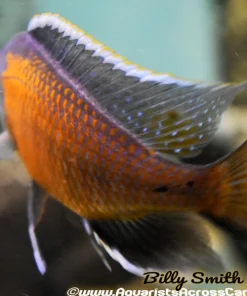 COPADICHROMIS BORLEYI *KADANGO* (RED FIN BORLEYI) *HOUSEBRED*. DOMESTIC 6" MALE