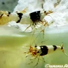 Crystal Black Shrimp (Caridina cantonensis) for Sale Canada | Premium Freshwater Bee Shrimp