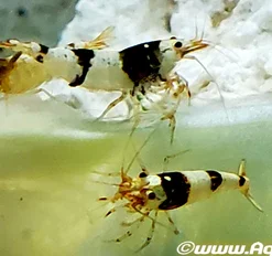 Crystal Black Shrimp (Caridina cantonensis) for Sale Canada | Premium Freshwater Bee Shrimp