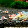 Crystal Red Shrimp S–A Grade (Caridina cf. cantonensis var. 'Crystal Red') for Sale Canada | Premium Bee Shrimp