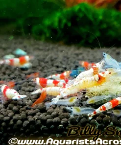 Crystal Red Shrimp S–A Grade (Caridina cf. cantonensis var. 'Crystal Red') for Sale Canada | Premium Bee Shrimp