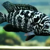 Nandopsis Tetracanthus 3" for Sale in Canada | Cuban Cichlid