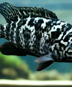 Nandopsis Tetracanthus 3" for Sale in Canada | Cuban Cichlid