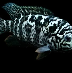 Nandopsis tetracanthus 2"