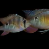 Cupid Cichlid (Biotodoma cupido) for Sale Canada | Rare Peaceful South American Cichlid