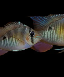 Cupid Cichlid (Biotodoma cupido) for Sale Canada | Rare Peaceful South American Cichlid