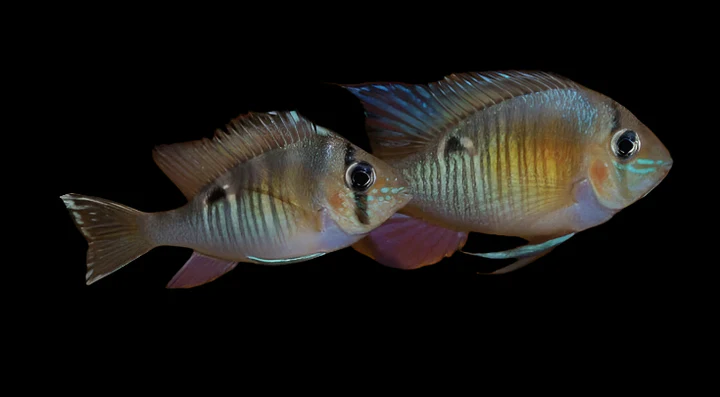 Cupid Cichlid (Biotodoma cupido) for Sale Canada | Rare Peaceful South American Cichlid