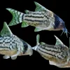 CW28 Super Schwartzi Corydoras for Sale Canada | Rare Corydoras CW028
