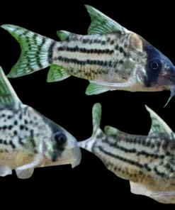 CW28 Super Schwartzi Corydoras for Sale Canada | Rare Corydoras CW028
