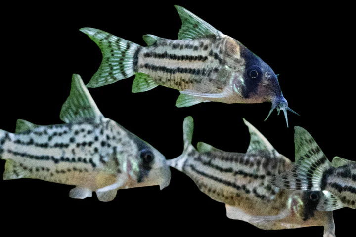 CW28 Super Schwartzi Corydoras for Sale Canada | Rare Corydoras CW028