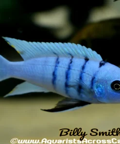 CYNOTILAPIA .SP HARA *GALLIREYA REEF* (WHITE TOP HARA)