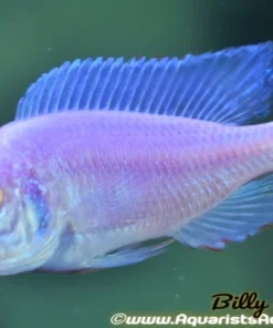CYRTOCARA MOORII BLUE DOLPHIN *ALBINO* (HOUSEBRED, DOMESTIC) 2"