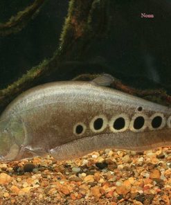 Clown Knife Fish for Sale in Canada | Buy Chitala ornata