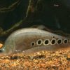 Clown Knife Fish (Chitala ornata) for Sale Canada | Exotic Monster Fish
