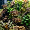 Chocolate Gourami (Sphaerichthys osphromenoides) For Sale Canada | Blackwater Fish